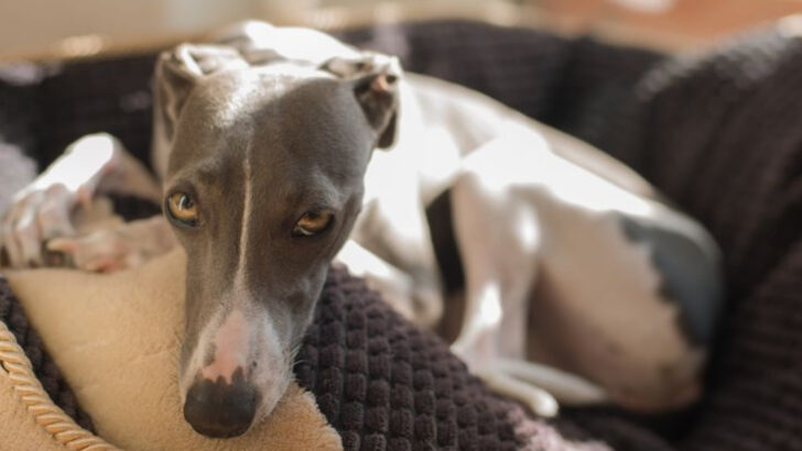 Morning Behaviors That Reveal Your Dog’s True Personality Type