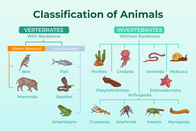 Morphology
