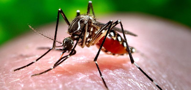 Mosquito