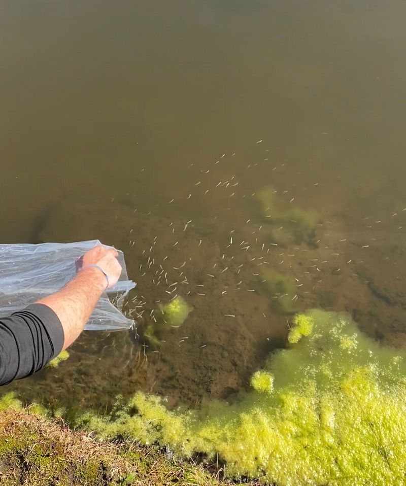 Mosquitofish