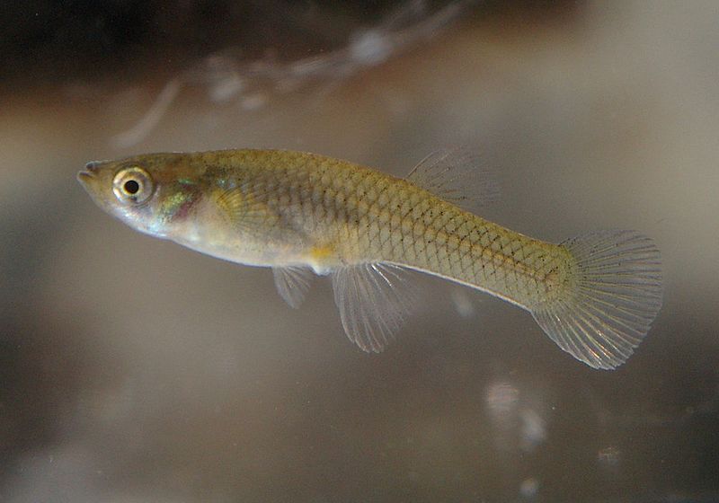 Mosquitofish