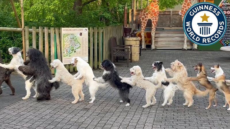 Most Dogs in a Conga Line
