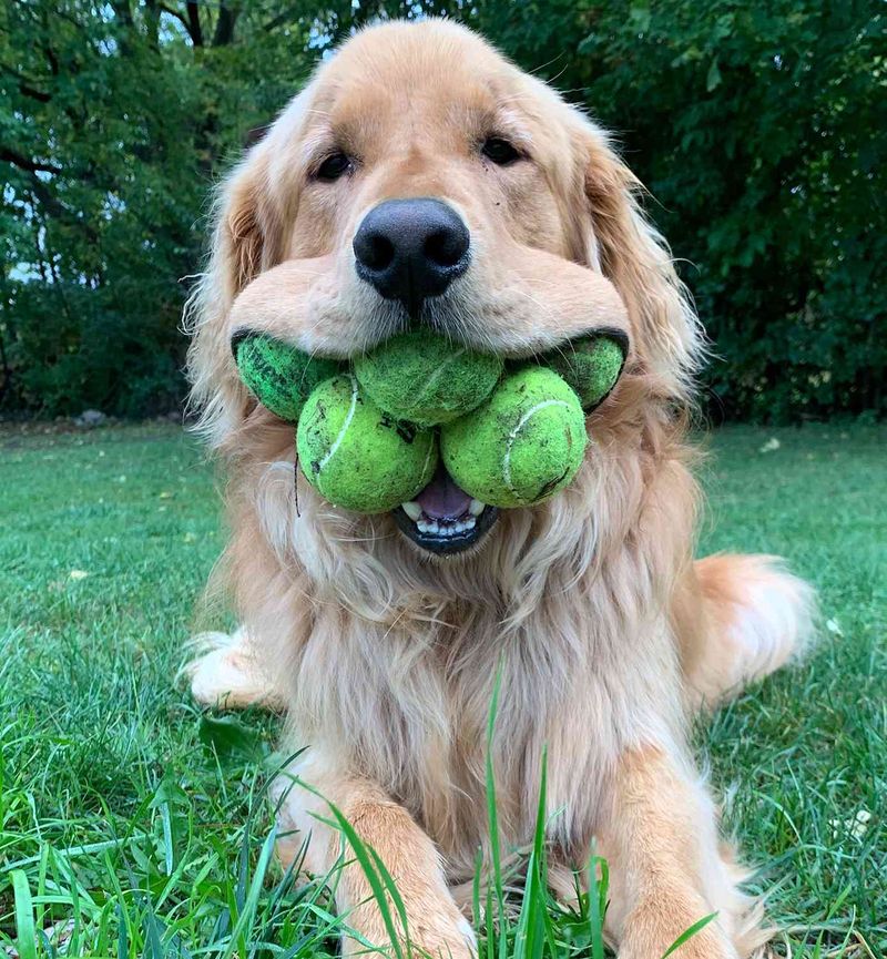 Most Tennis Balls Held in a Dog's Mouth