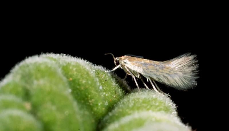 Moth