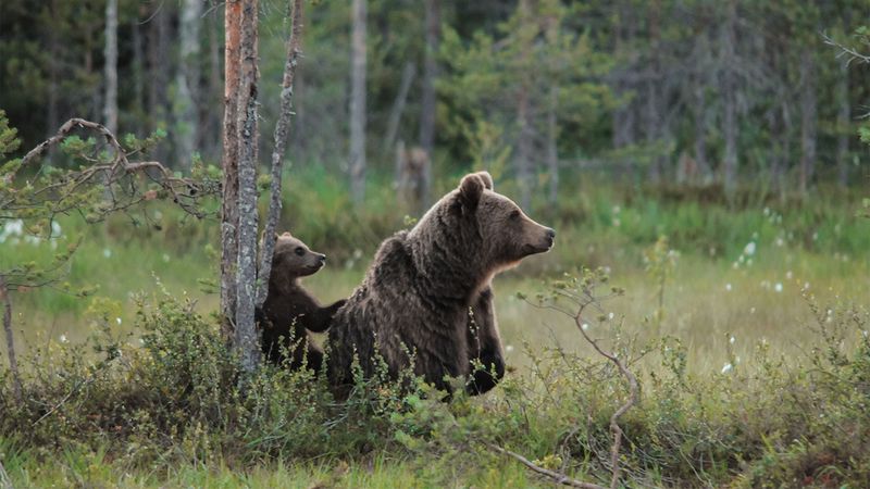 Mother Bear Cub Protection