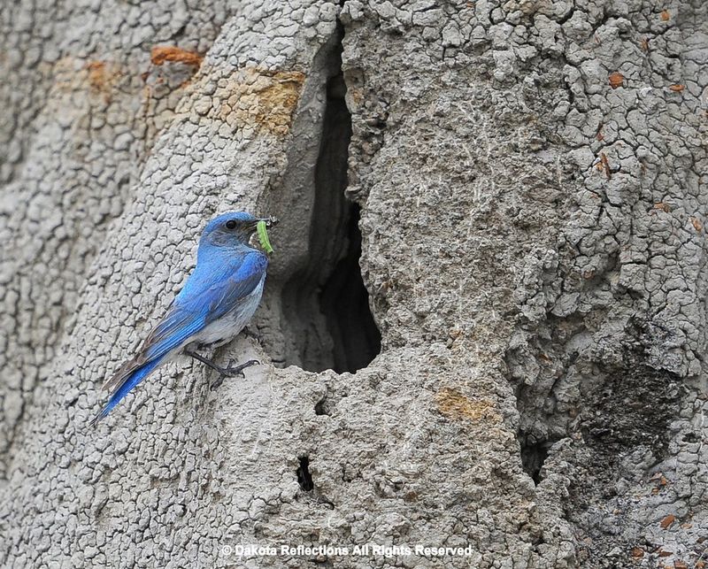 Mountain Bluebirds