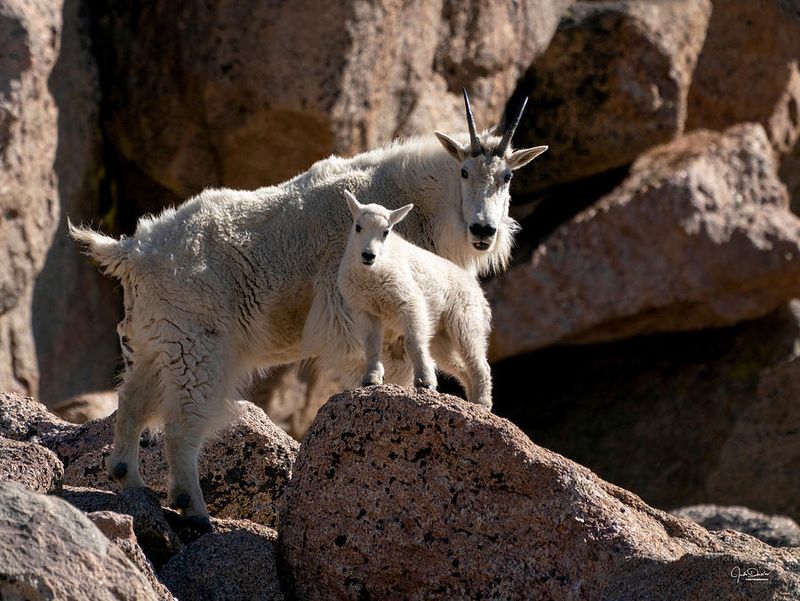 Mountain Goat