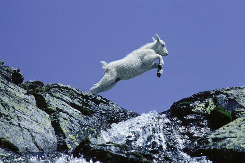 Mountain Goat