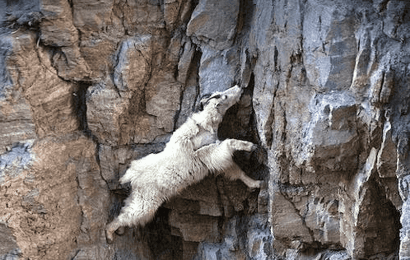 Mountain Goat
