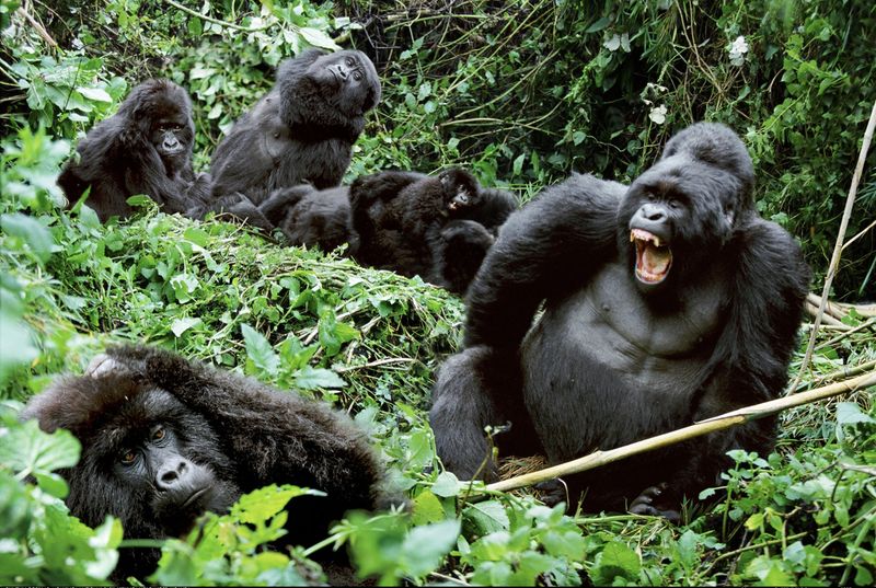 Mountain Gorilla