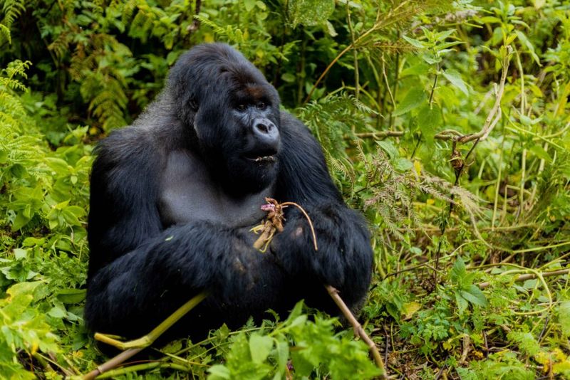 Mountain Gorilla