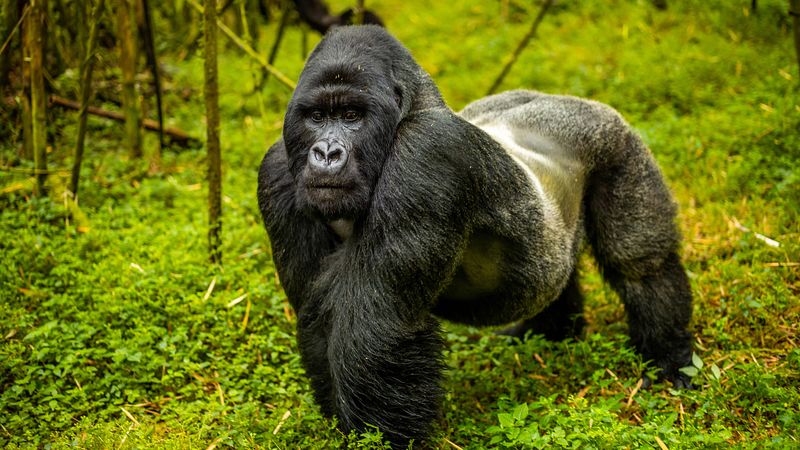Mountain Gorilla