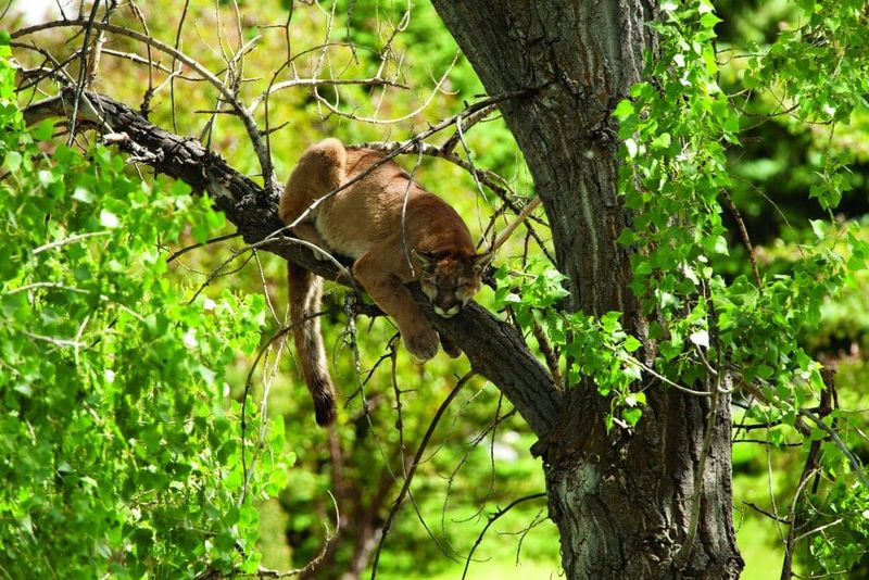 Mountain Lion