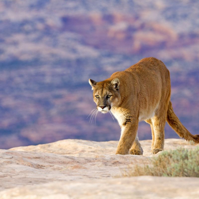 Mountain Lion