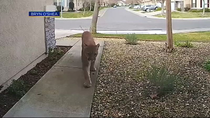 Mountain Lion