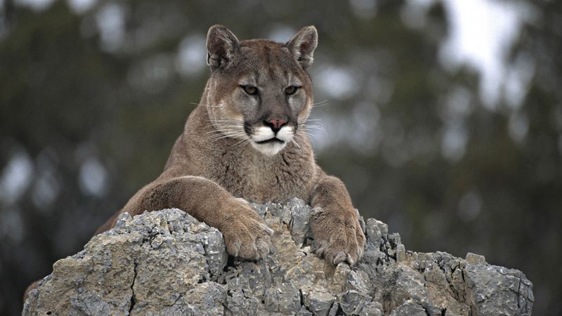 Mountain Lion