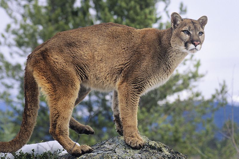 Mountain Lion