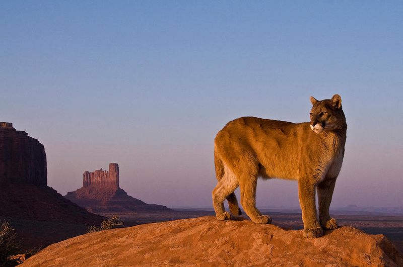 Mountain Lion