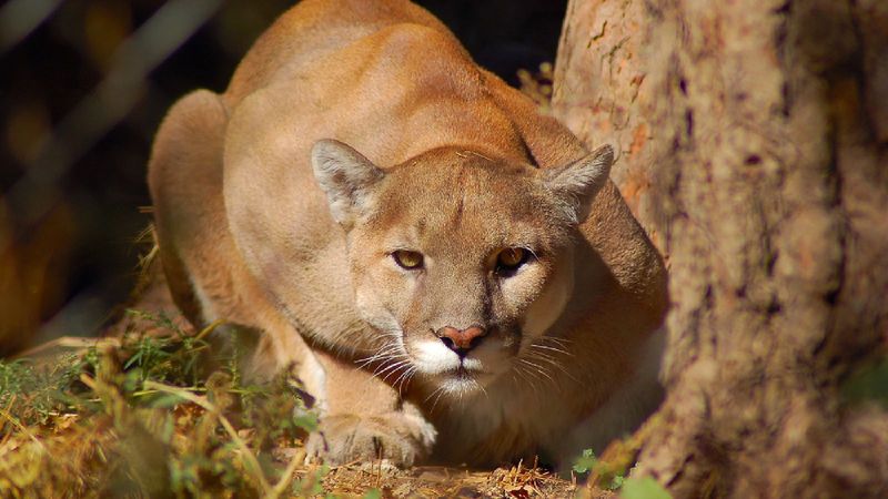 Mountain Lions