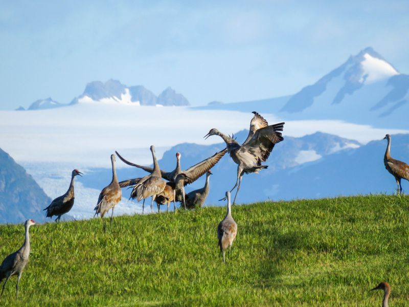 Mountain Meadows