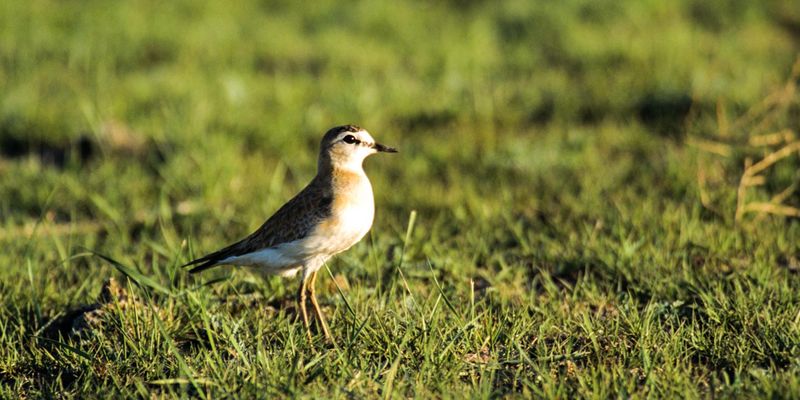Mountain Plover