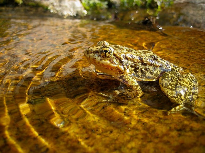 Mountain Yellow-Legged Frog