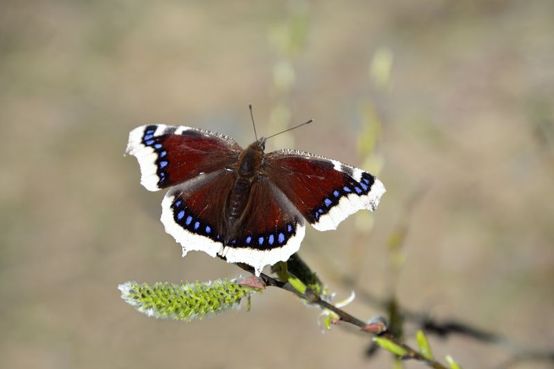 Mourning Cloak