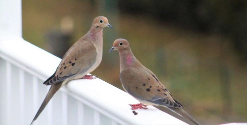 Mourning Dove