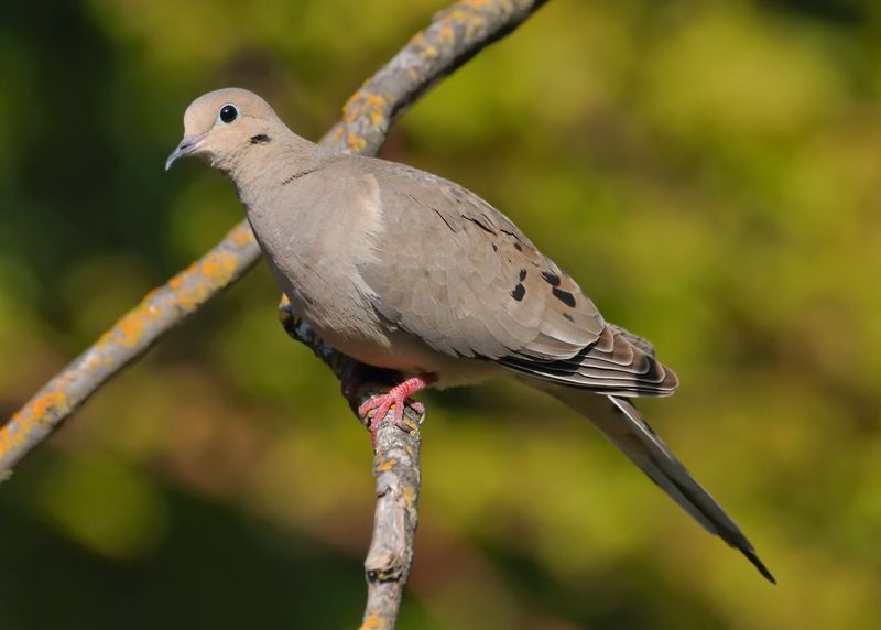 Mourning Dove