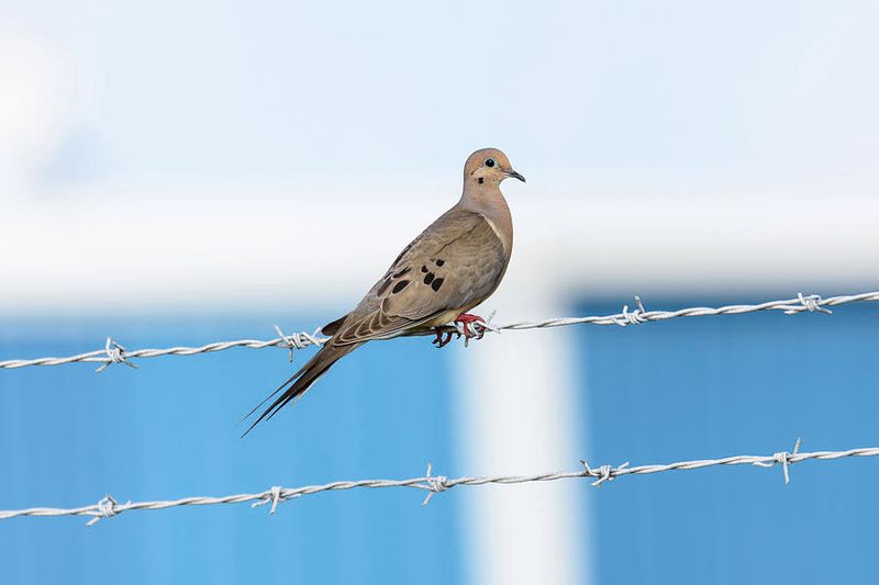 Mourning Dove