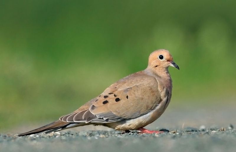 Mourning Dove
