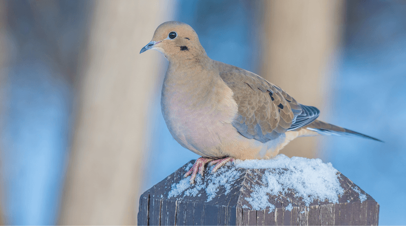 Mourning Dove