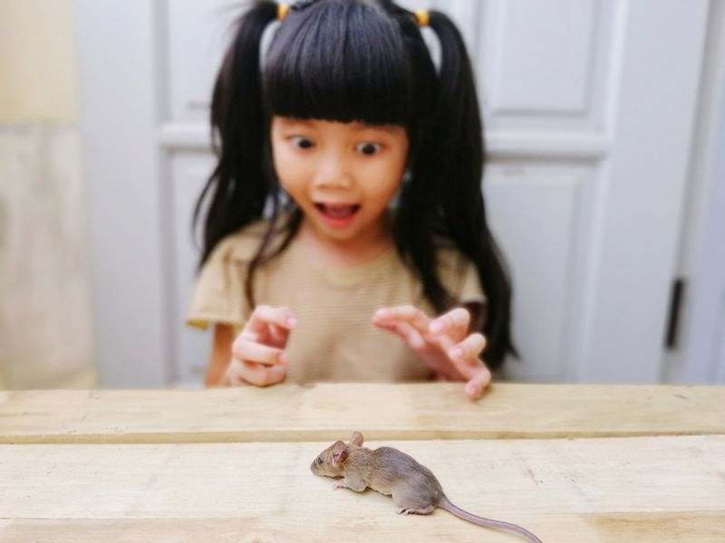 Mouse
