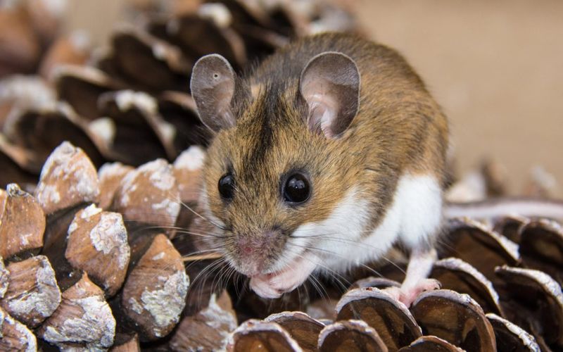 Mouse