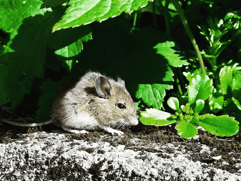 Mouse