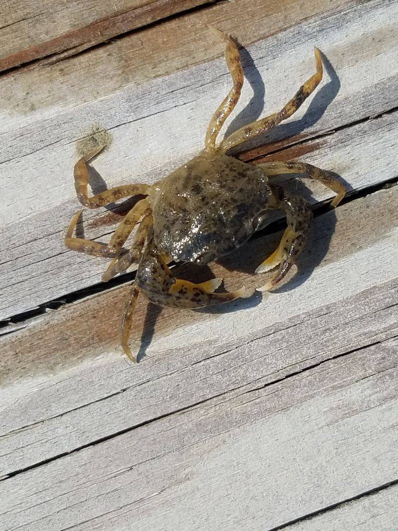 Mud Crab