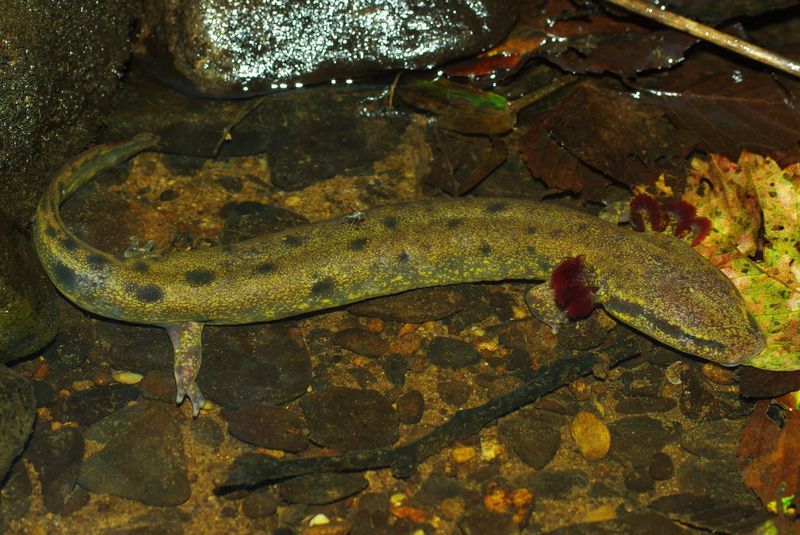 Mudpuppy Salamander