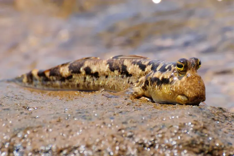 Mudskipper