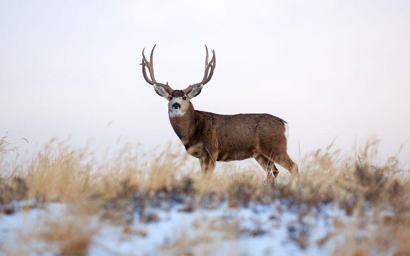 Mule Deer