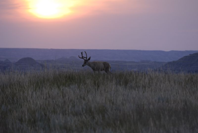 Mule Deer