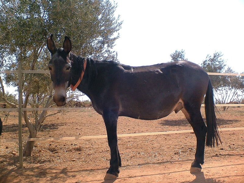 Mule