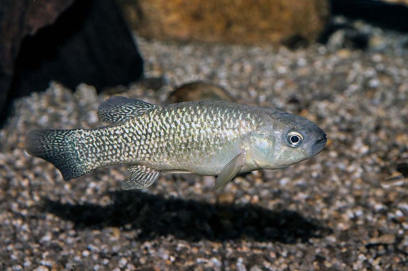 Mummichog