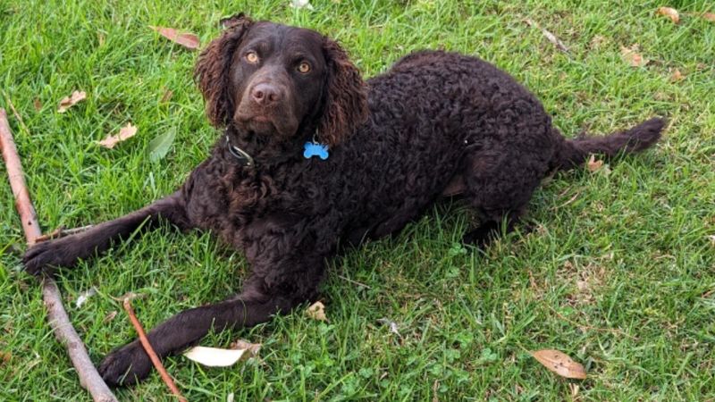 Murray River Curly Coated Retriever