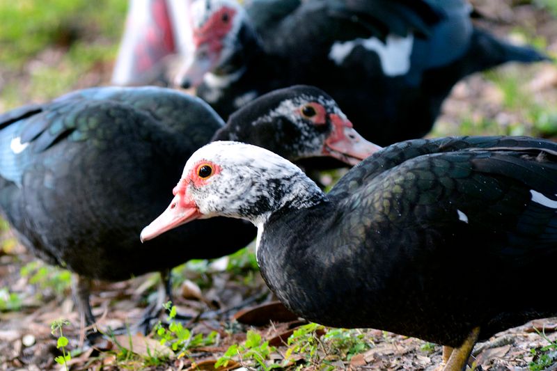 Muscovy Ducks
