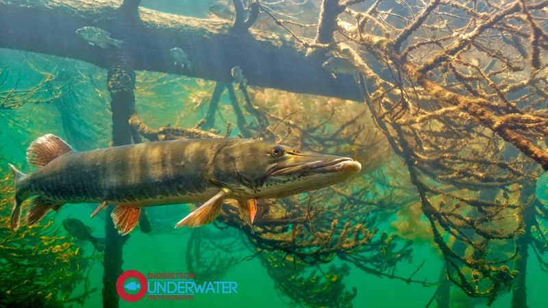 Muskellunge