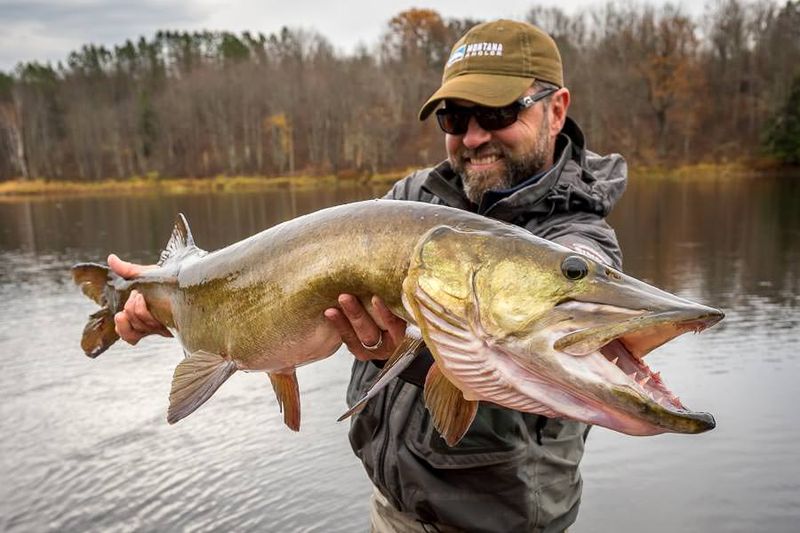 Muskellunge