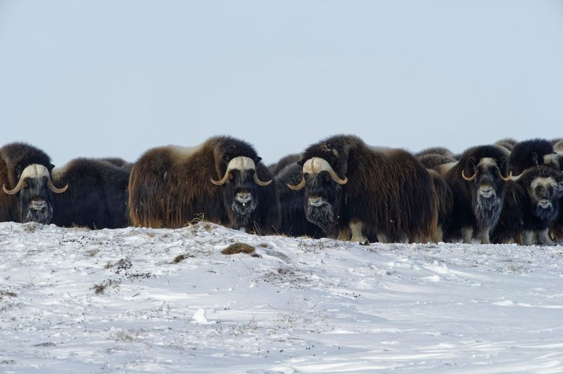 Muskox