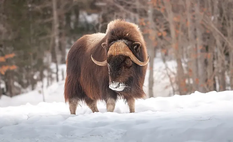Muskox