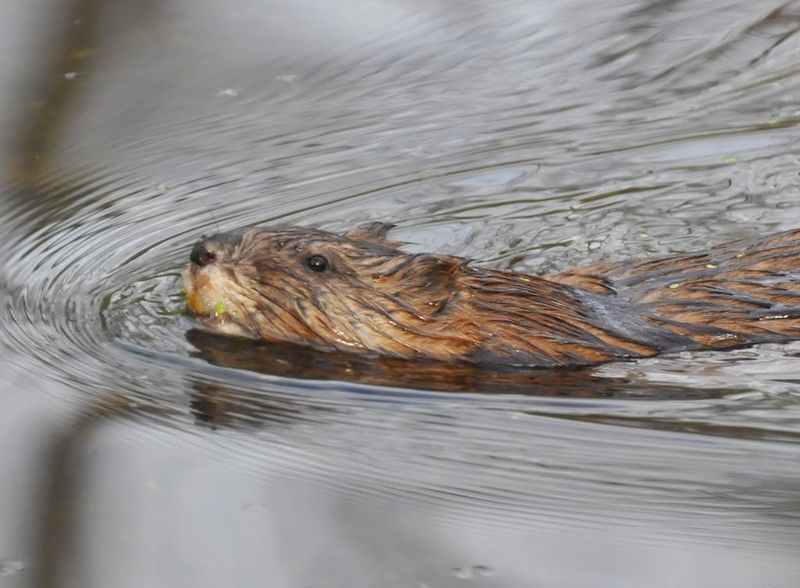 Muskrat