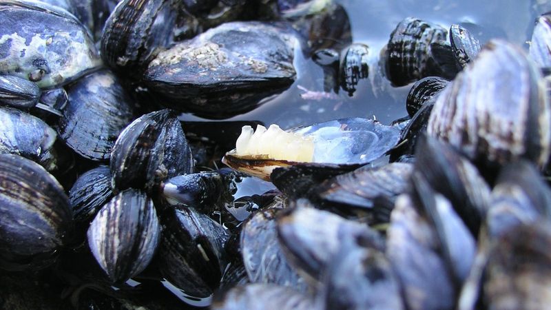 Mussel